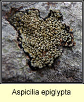 Aspicilia cinerea agg