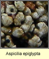 Aspicilia cinerea agg