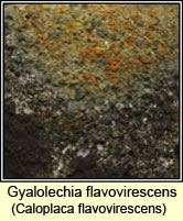 Caloplaca flavovirescens