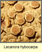 Lecanora hybocarpa