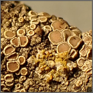 Lecanora hybocarpa