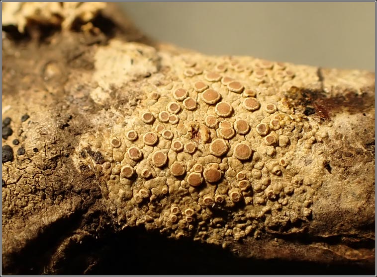 Lecanora hybocarpa