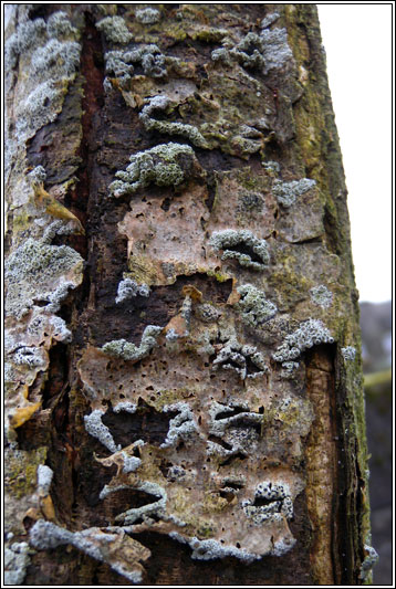 Lecanora