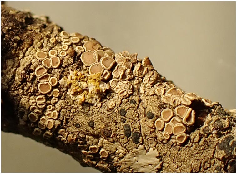 Lecanora hybocarpa