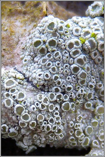 Lecanora
