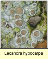 Lecanora Q2