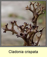 Cladonia crispata