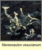 Stereocaulon vesuvianum