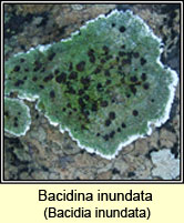 Bacidina inundata, Bacidia inundata