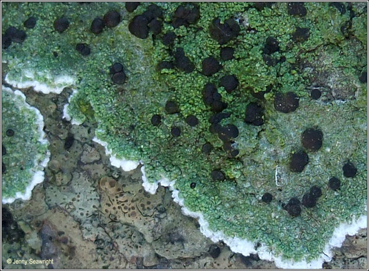 Bacidia inundata