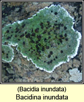 Bacidia inundata