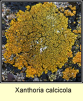 Xanthoria calcicola