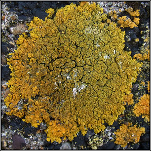 Xanthoria calcicola