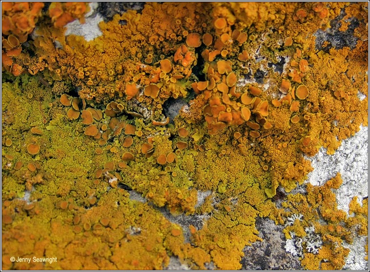 Xanthoria calcicola