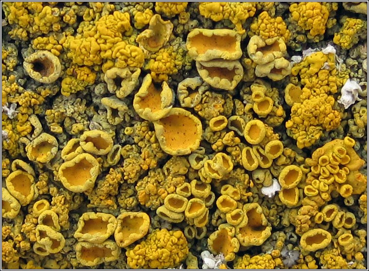 Xanthoria calcicola