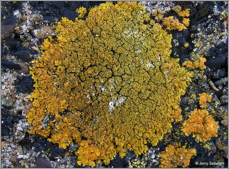 Xanthoria calcicola