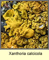 Xanthoria calcicola