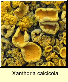 Xanthoria calcicola