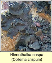 Blenothallia crispa, Collema crispum