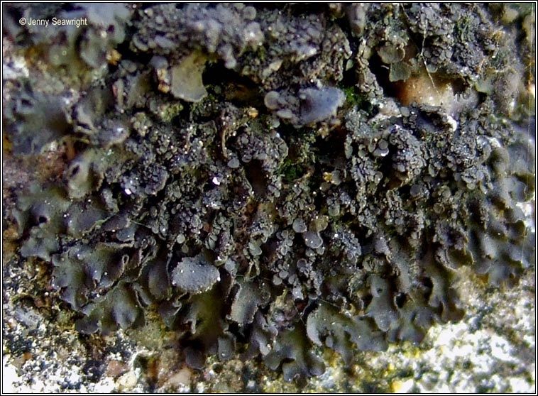 Collema crispum (fertile)