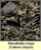 Blenothallia crispa, Collema crispum