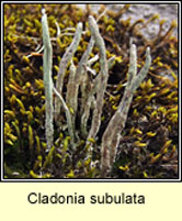 Cladonia subulata