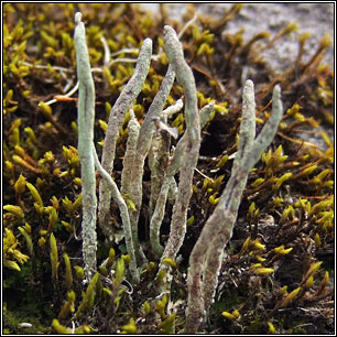 Cladonia subulata