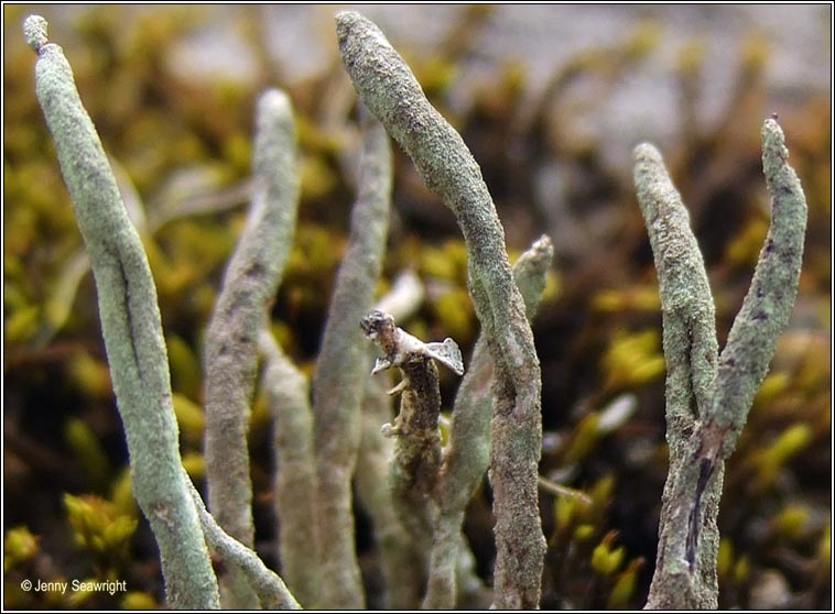 Cladonia subulata