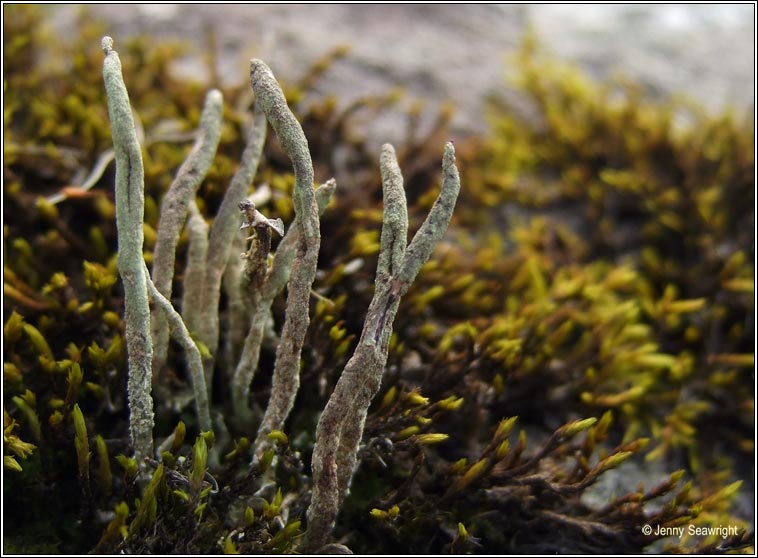 Cladonia subulata