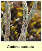 Cladonia subulata