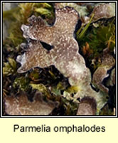 Parmelia omphalodes