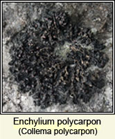 Enchylium polycarpon, Collema polycarpon (q1)