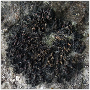 Collema polycarpon