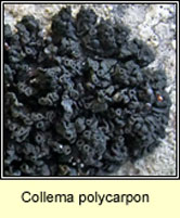 Collema q3