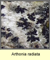 Arthonia radiata