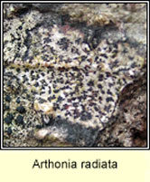 Arthonia radiata