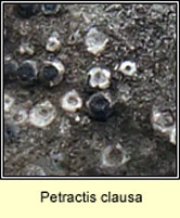 Petractis clausa