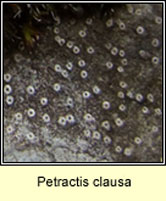 Petractis clausa