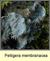 Peltigera membranacea