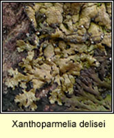 Xanthoparmelia delisei