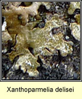 Xanthoparmelia delisei