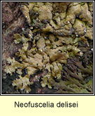 Neofuscelia delisei