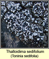 Thalloidima sedifolium, Toninia sedifolia