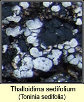 Toninia sedifolia