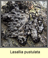 Lasallia pustulata