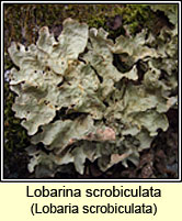 Lobarina scrobiculata, Lobaria scrobiculata