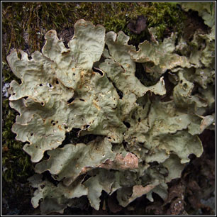 Lobaria scrobiculata