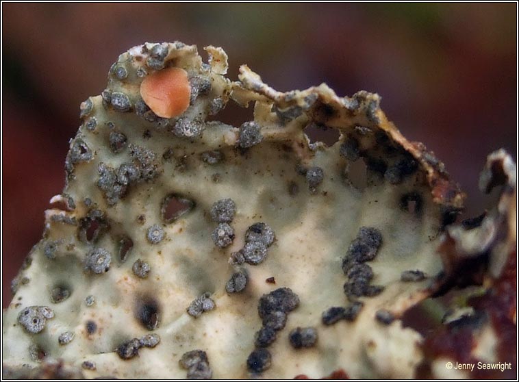 Lobaria scrobiculata, fertile