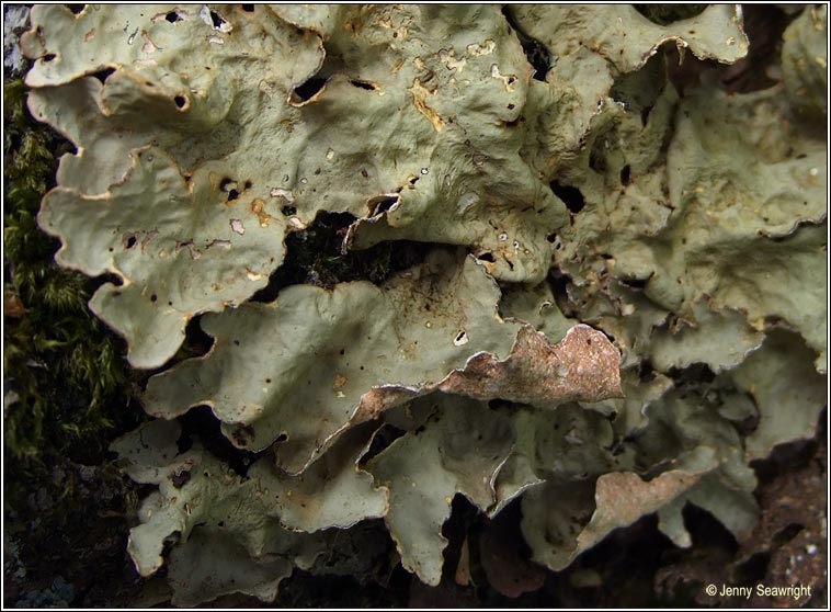 Lobaria scrobiculata