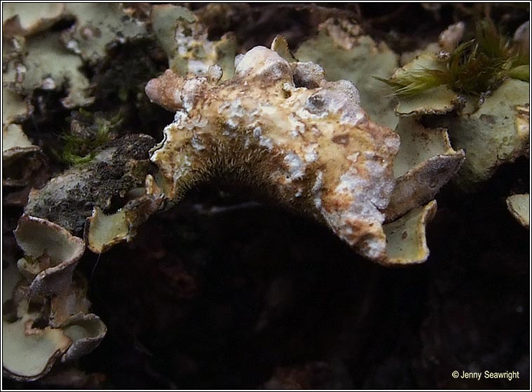 Lobaria scrobiculata